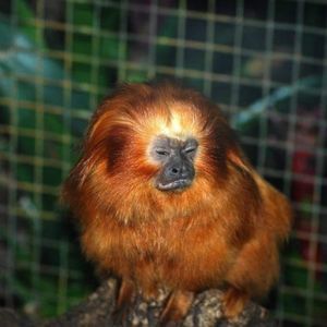 Meet your Posher, Frank